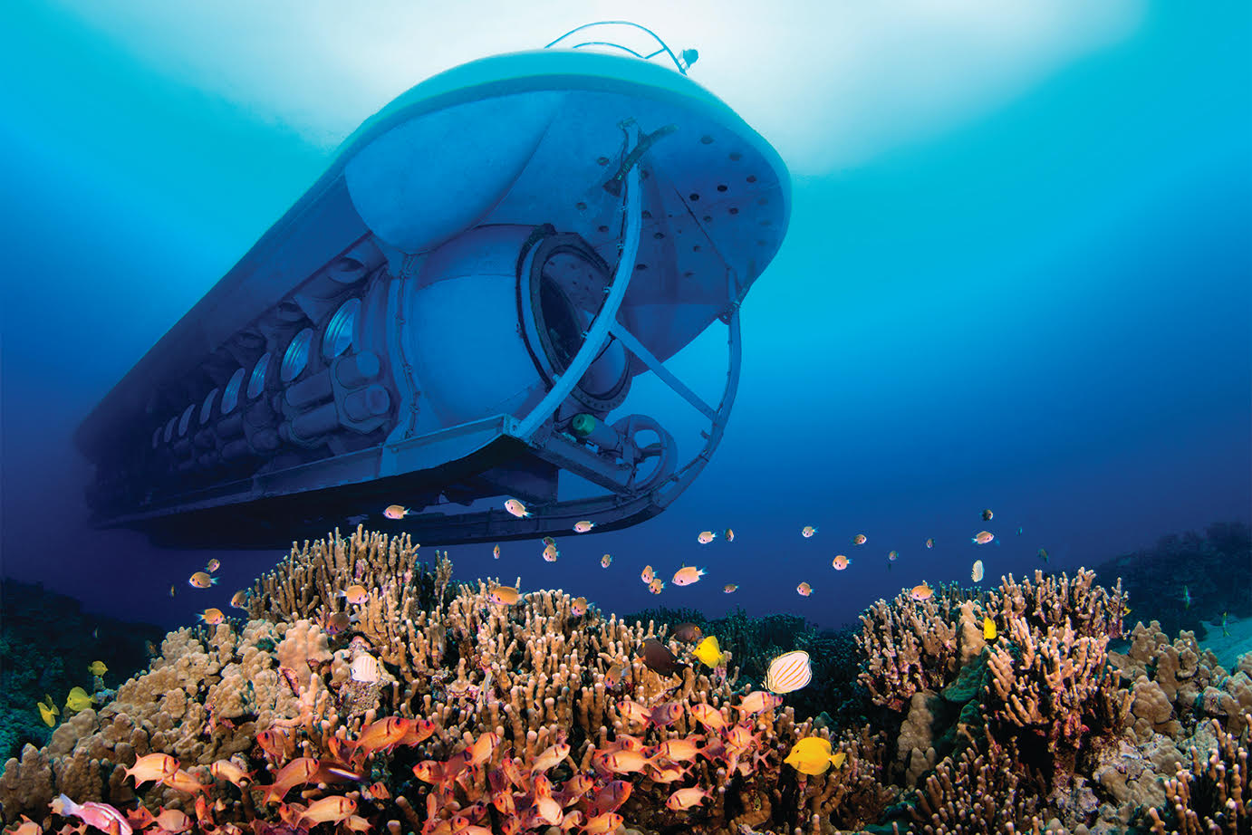 2164❣️ ハワイ　鯨　尾　オブジェ　　希少 ウッド クジラのしっぽ[オブジェ くじら 鯨 魚 木製ハワイ