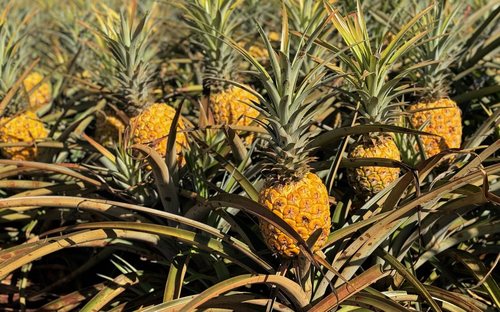 【オアフ島】ノースショアとドール・パイナップル農園（英語ツアー） 【日本語公式】ロバーツハワイ：ハワイの観光ツアー・シャトル・ルアウ