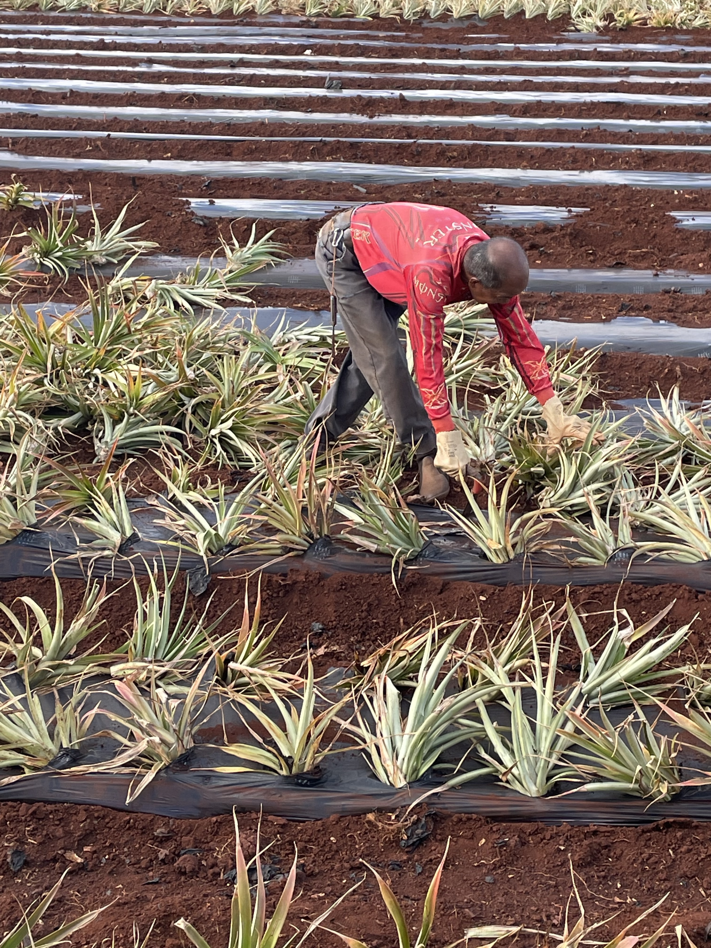 オアフ島・メイドインハワイ】ドール・パイナップル農園＆工場見学＋