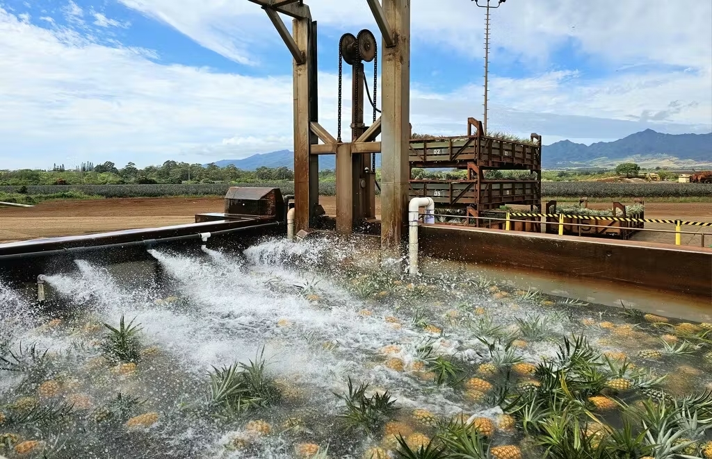 オアフ島・メイドインハワイ】ドール・パイナップル農園＆工場見学＋