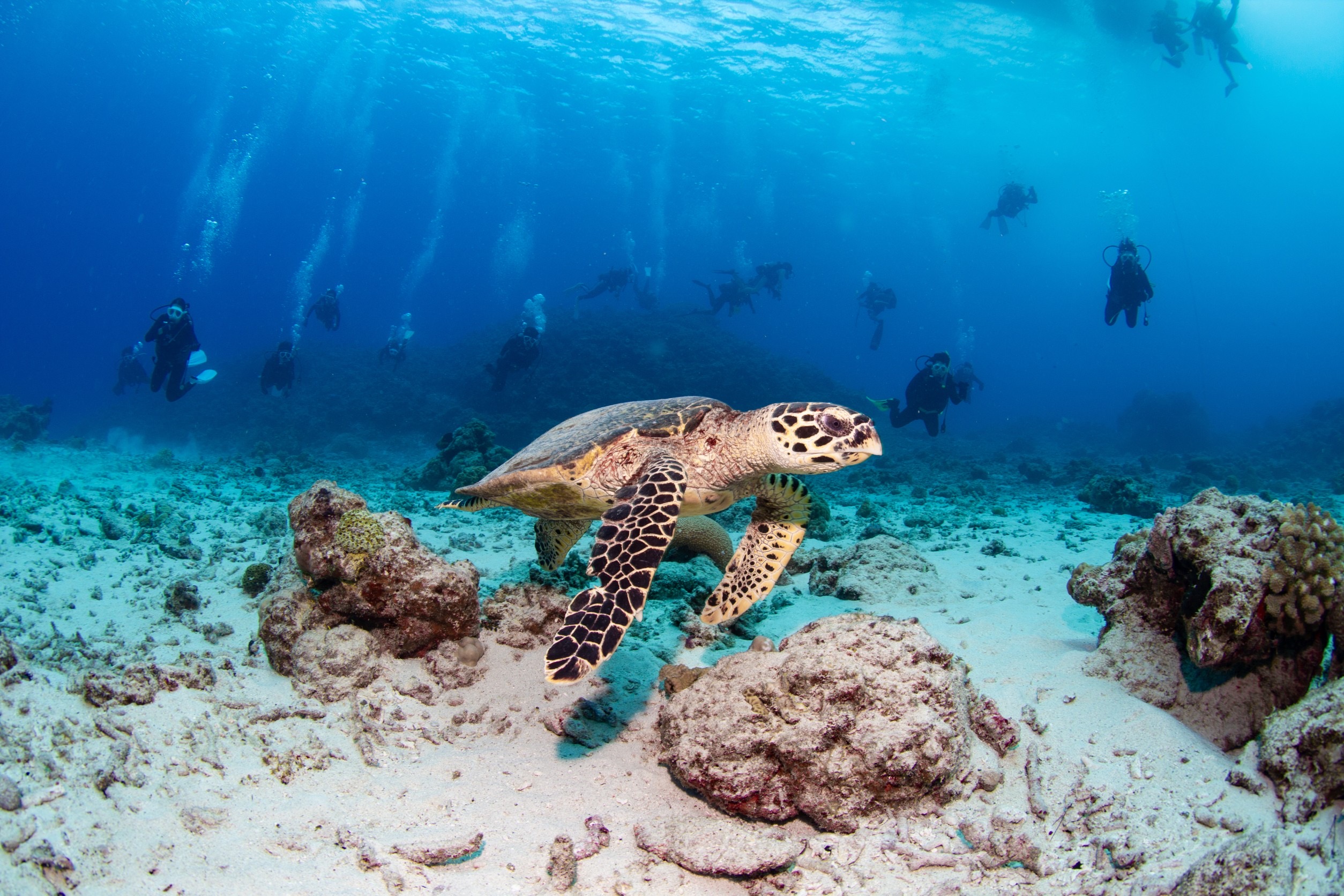 【ボート・2DIVINGファンダイビング】《2 DIVING》《バスタオルレンタル ALLサービス》《ライセンス必要》