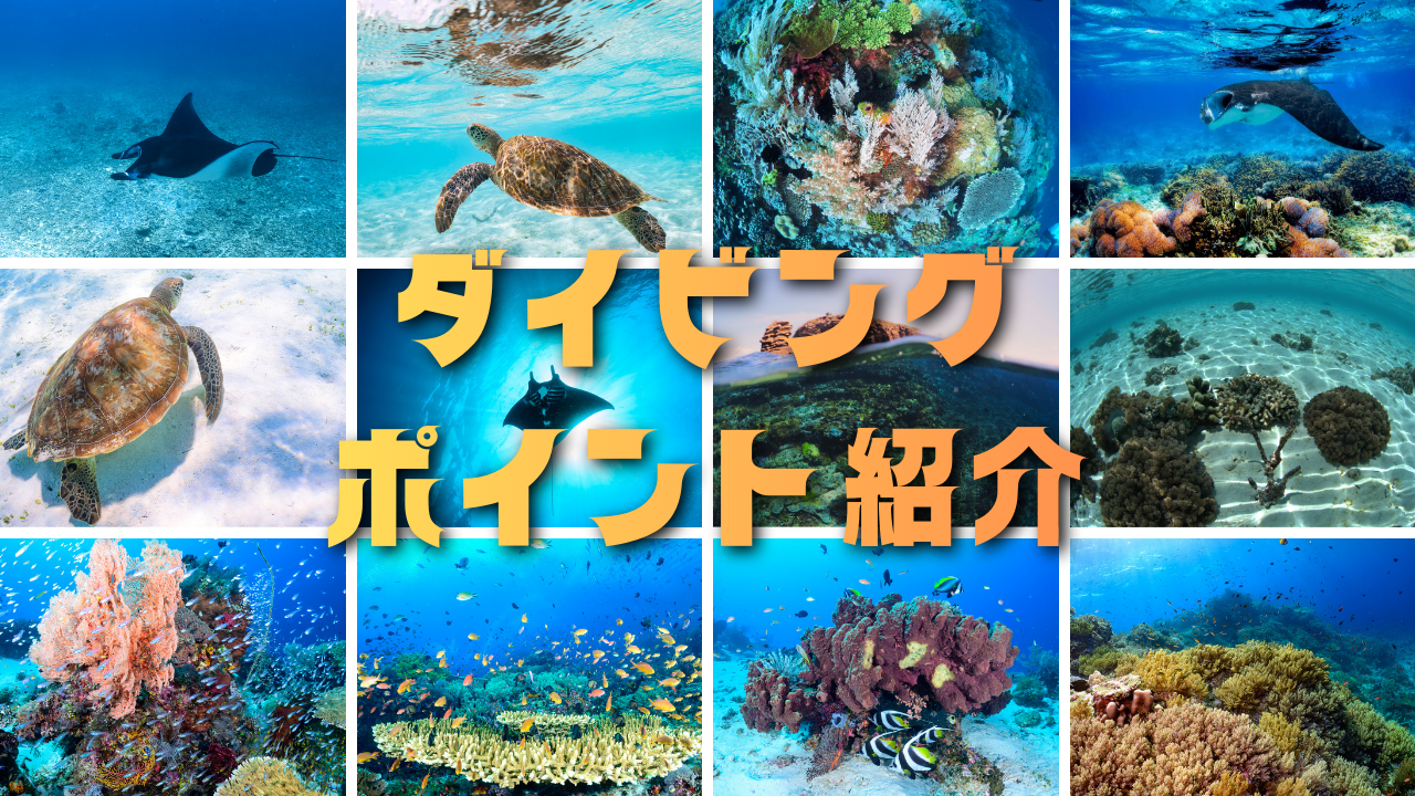 コモドダイブポイントのご紹介