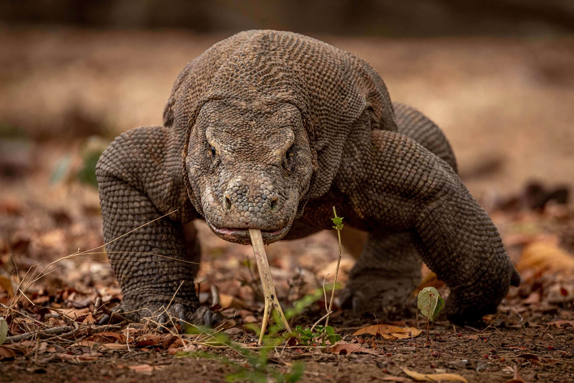 世界最大のトカゲ「コモドドラゴン」ってどんな生き物？