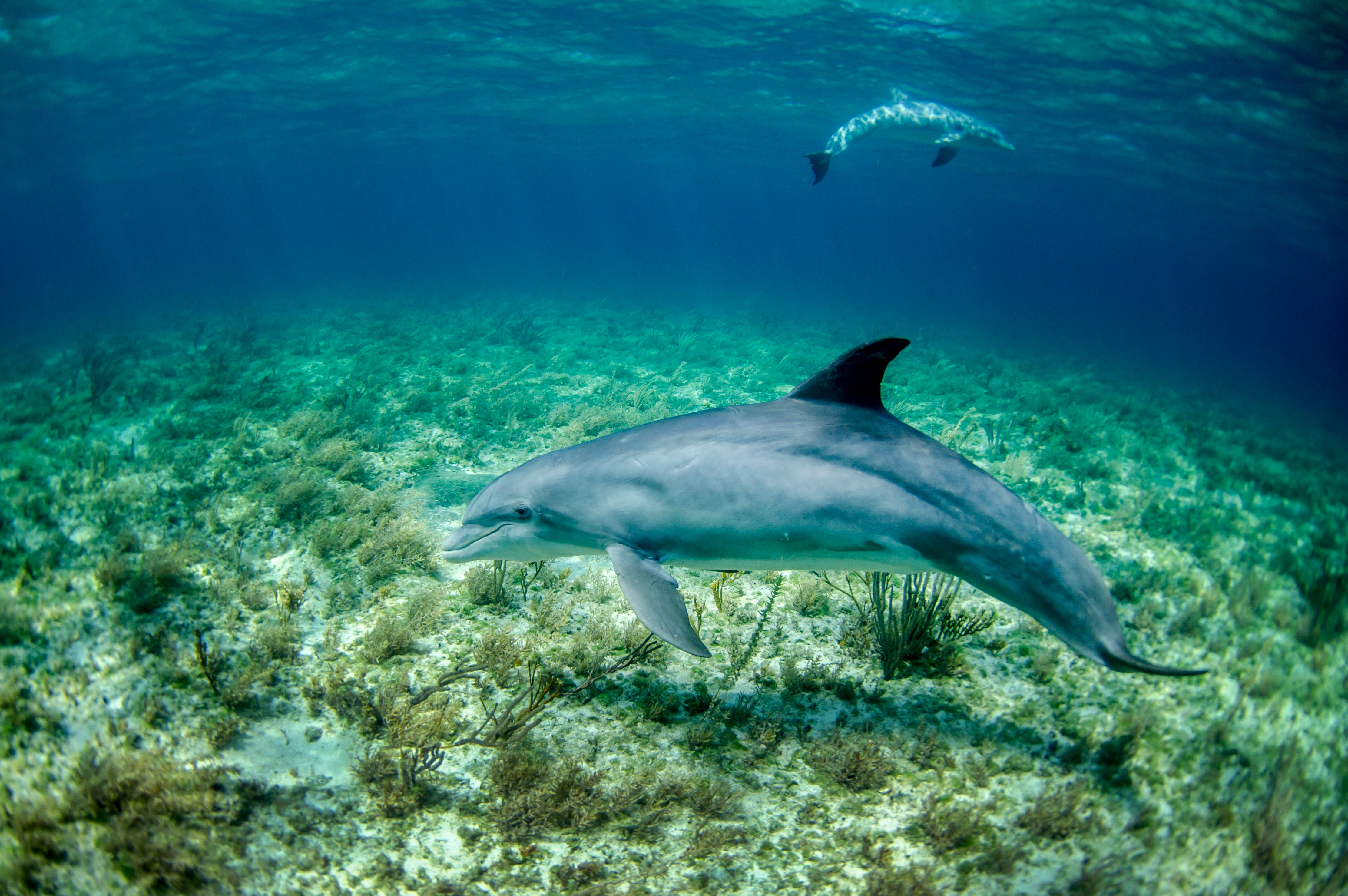 アートパネル　ハワイ　ワイキキ　オアフ　イルカ　リゾート　海　珊瑚礁　魚　熱帯魚 アートパネル ハワイ ワイキキ オアフ イルカ リゾート 海