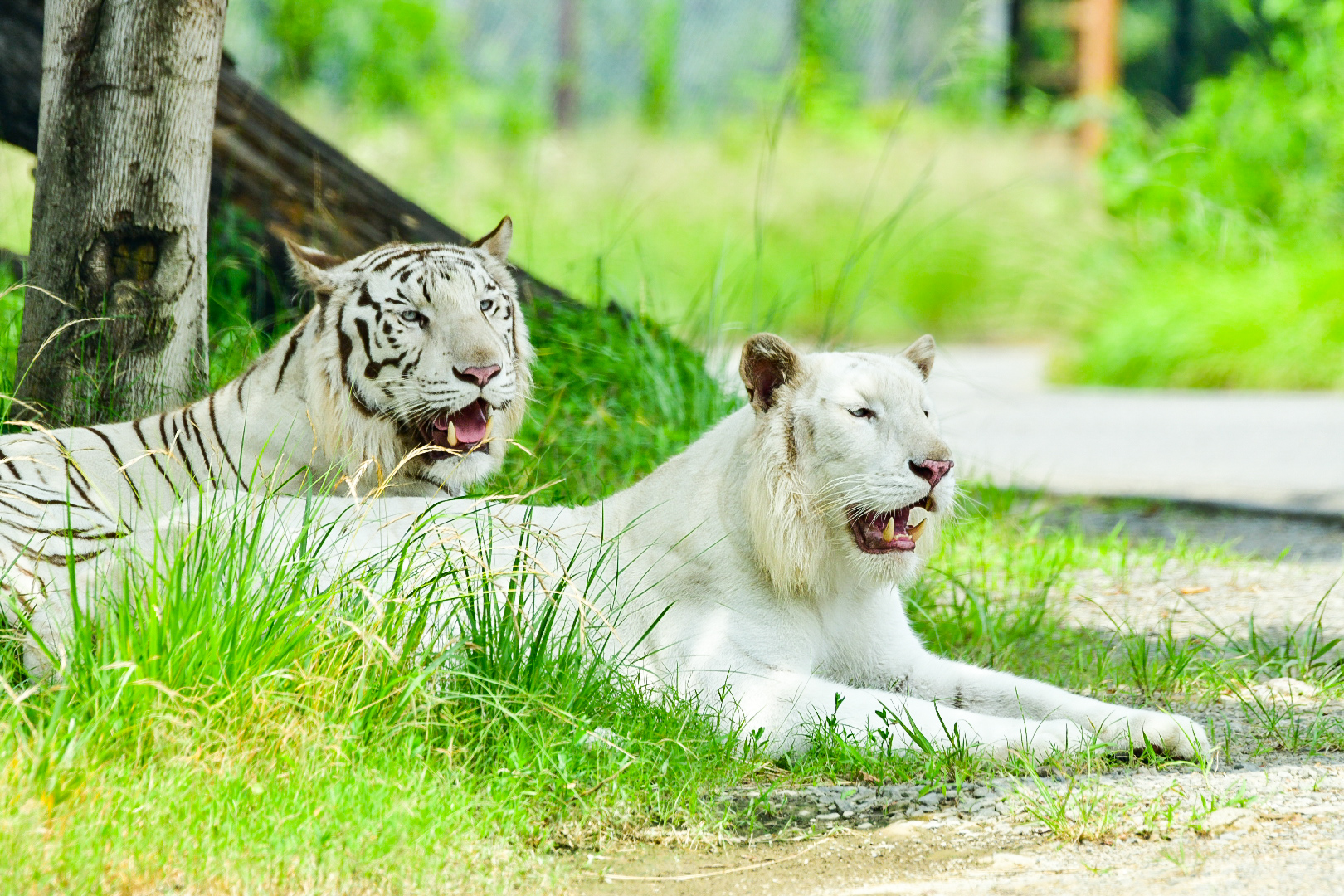 土日祝日限定・当日朝7時まで購入可】入園チケット＋サファリバス