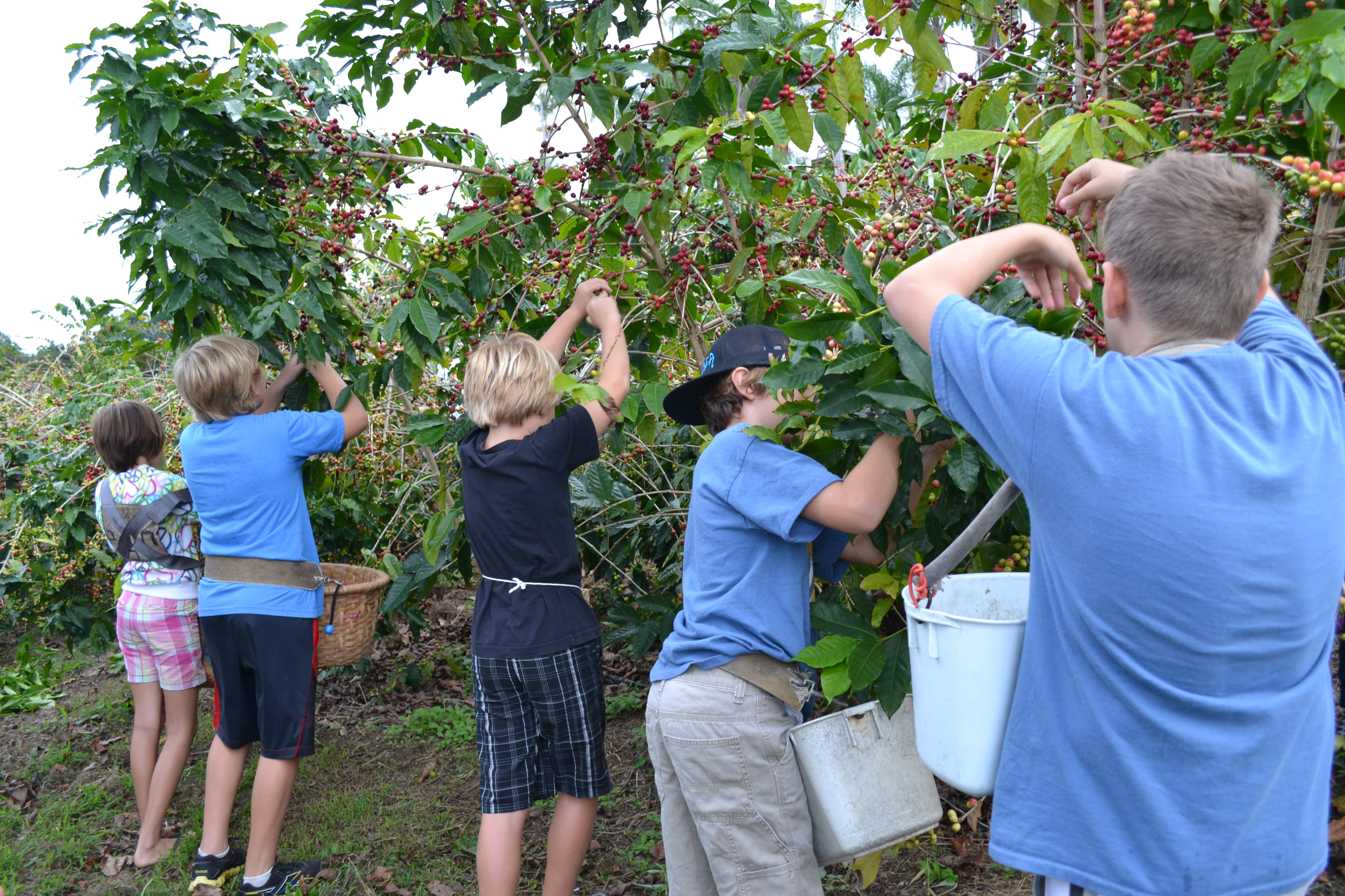 【Kona Coffee Cultural Festival】 UCC Hawaii Kona Coffee Picking & Farm Experience