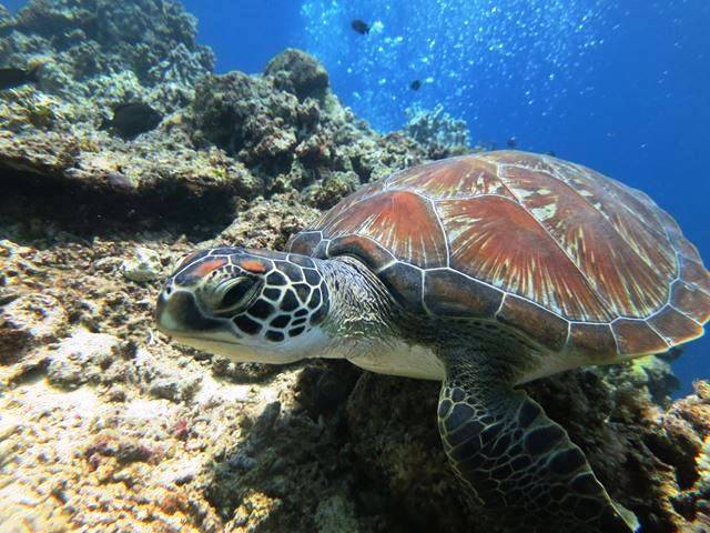 遭遇率激高‼>ウミガメシュノーケルツアー（モアルボアル）(貸し切り