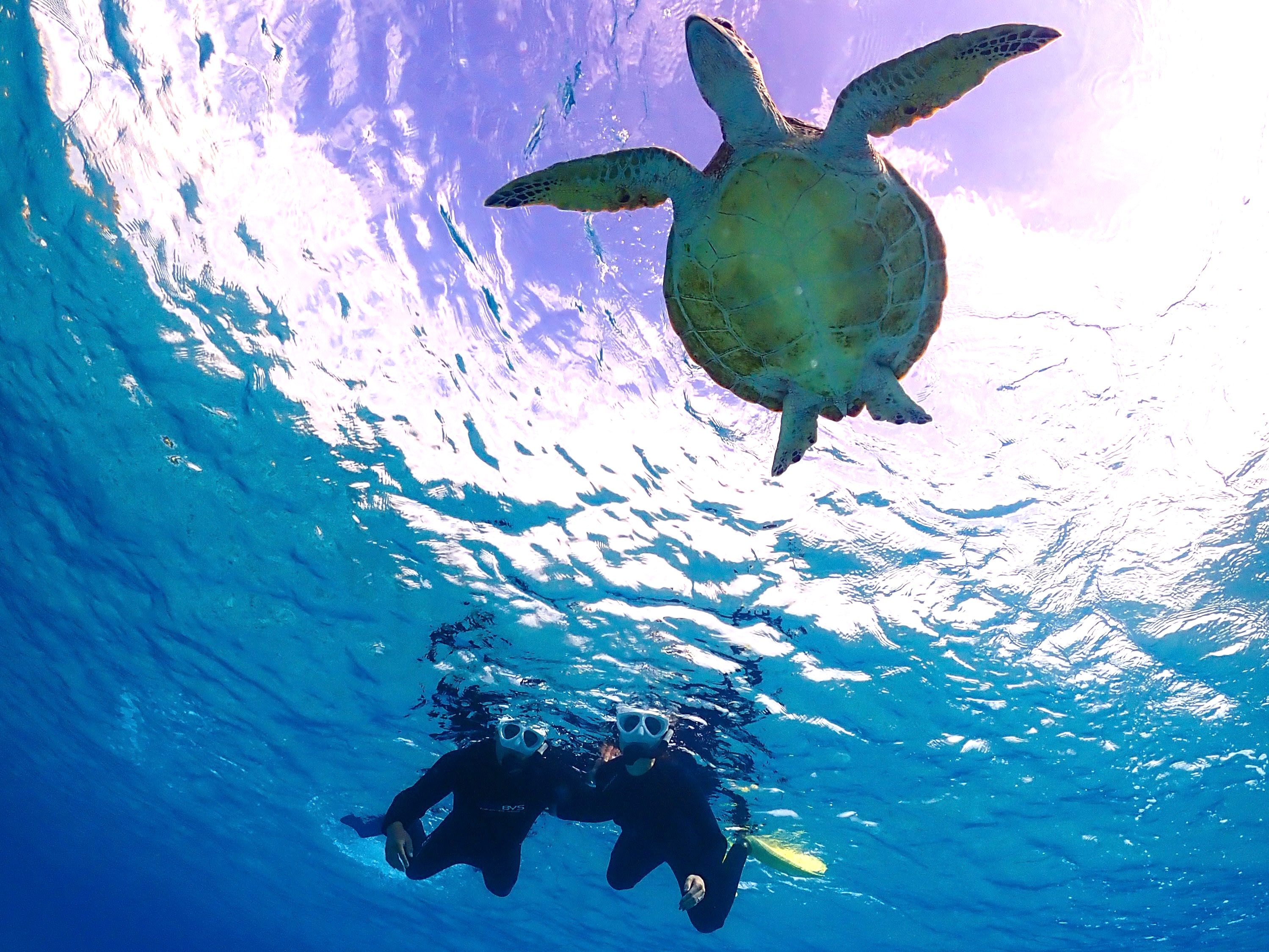 ウミガメと泳ごう☆少人数制】水中写真に自信あり！初心者・お子様も