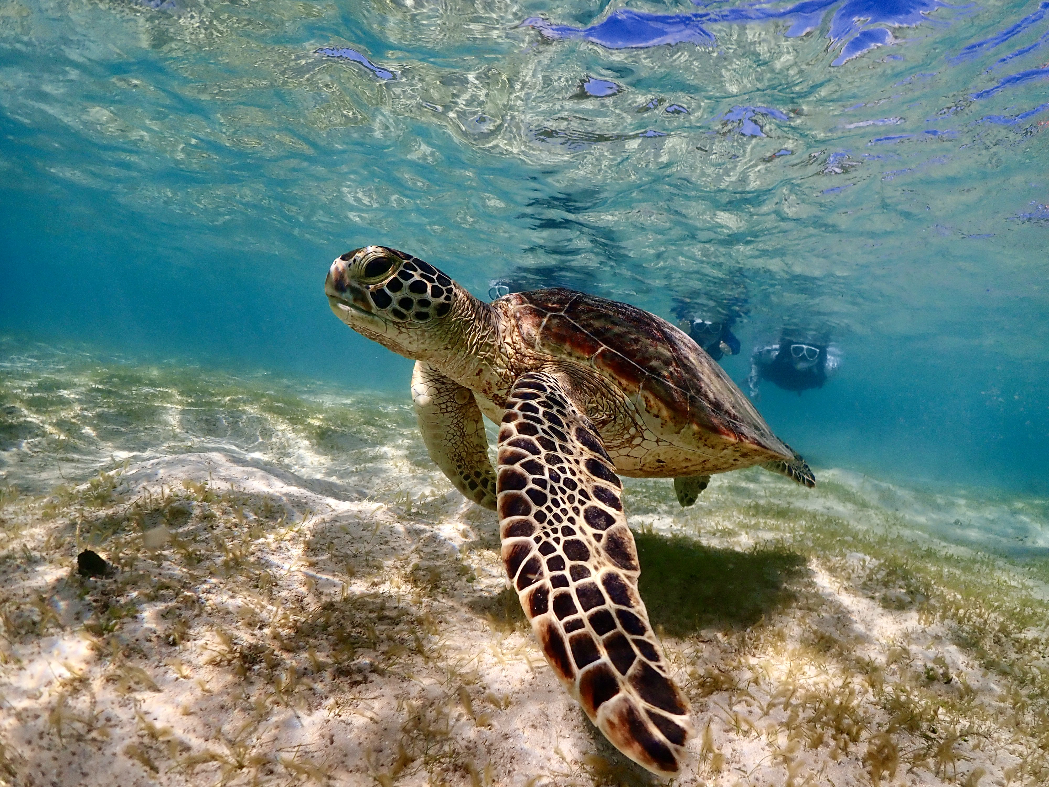 ウミガメと泳ごう☆少人数制】水中写真に自信あり！初心者・お子様も