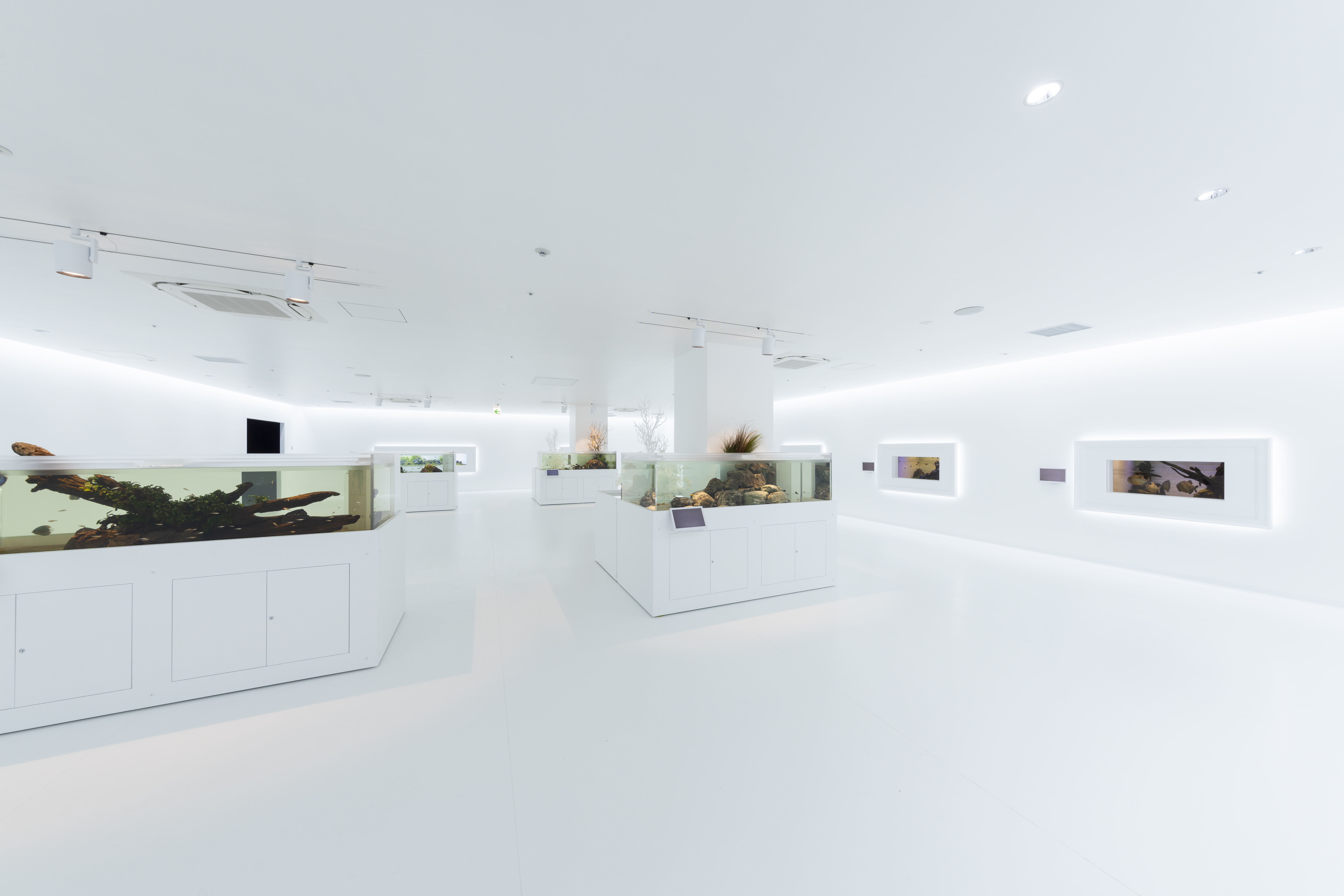 3ヶ月パスポート | 広島もとまち水族館 Aqua Alive Museum｜デジタル