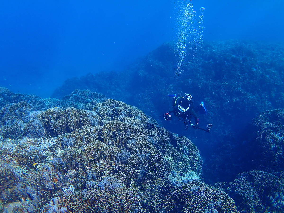 【電話予約】ファンダイビング