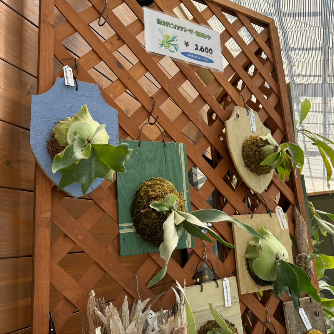 カラフルアニマルメロンパン作り＋回数券（6枚）（時間枠付き