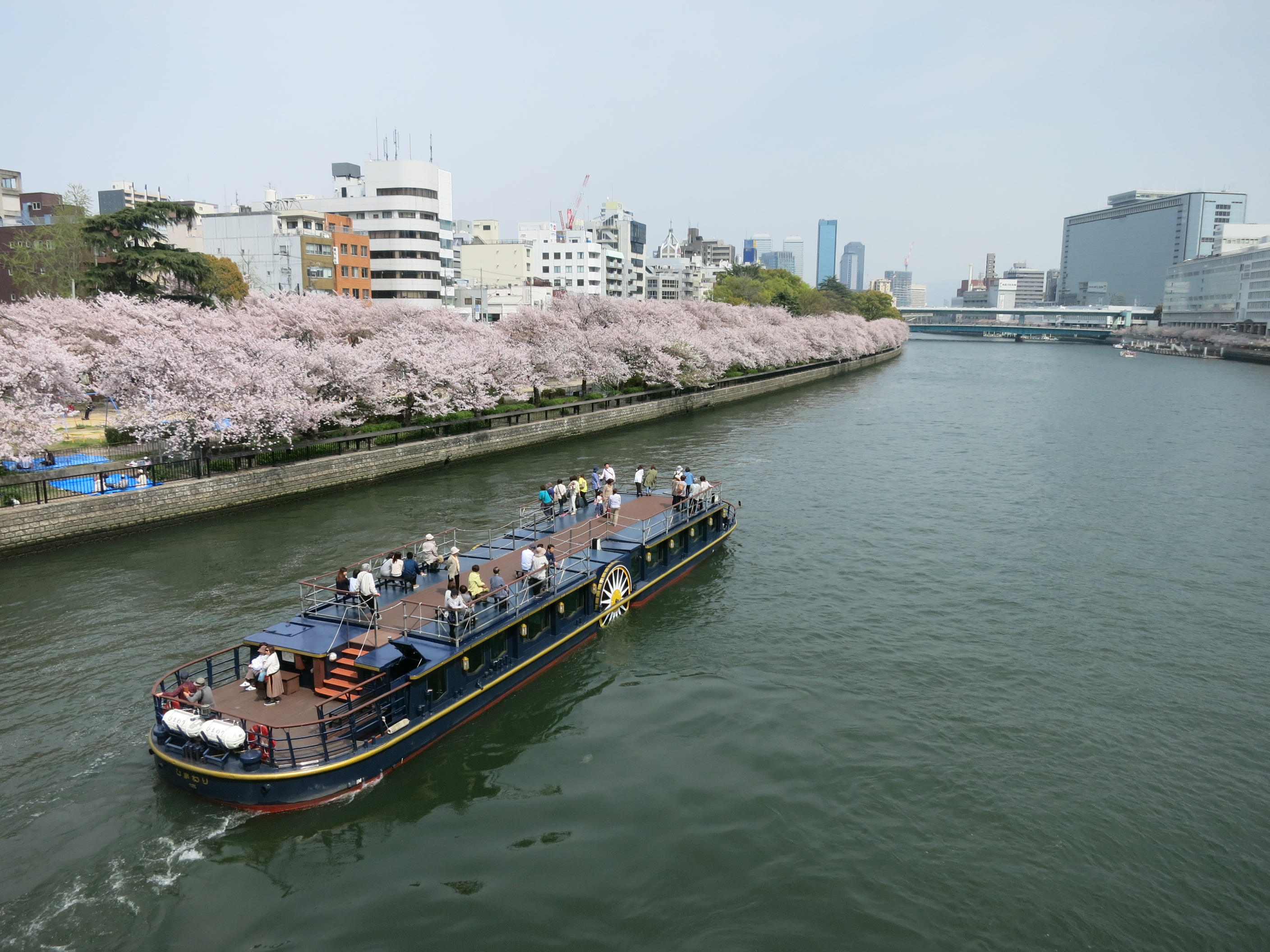 貸切プラン】ひまわり さくらスペシャルクルーズ | 大阪水上バスWEB