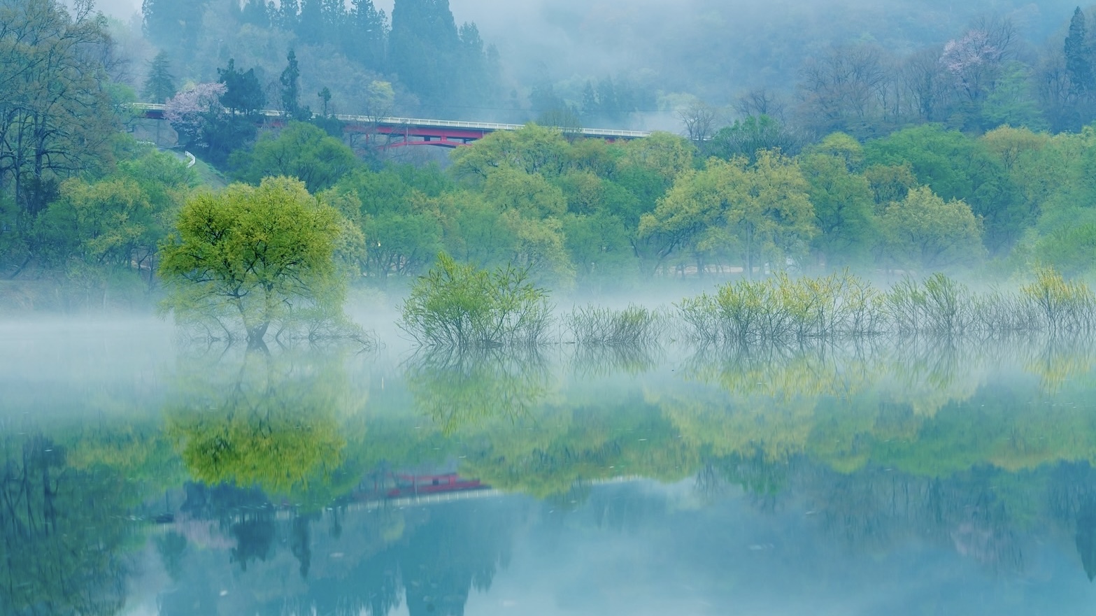 水没林フォトツアー　地元カメラマンが案内する白川湖の幻想風景