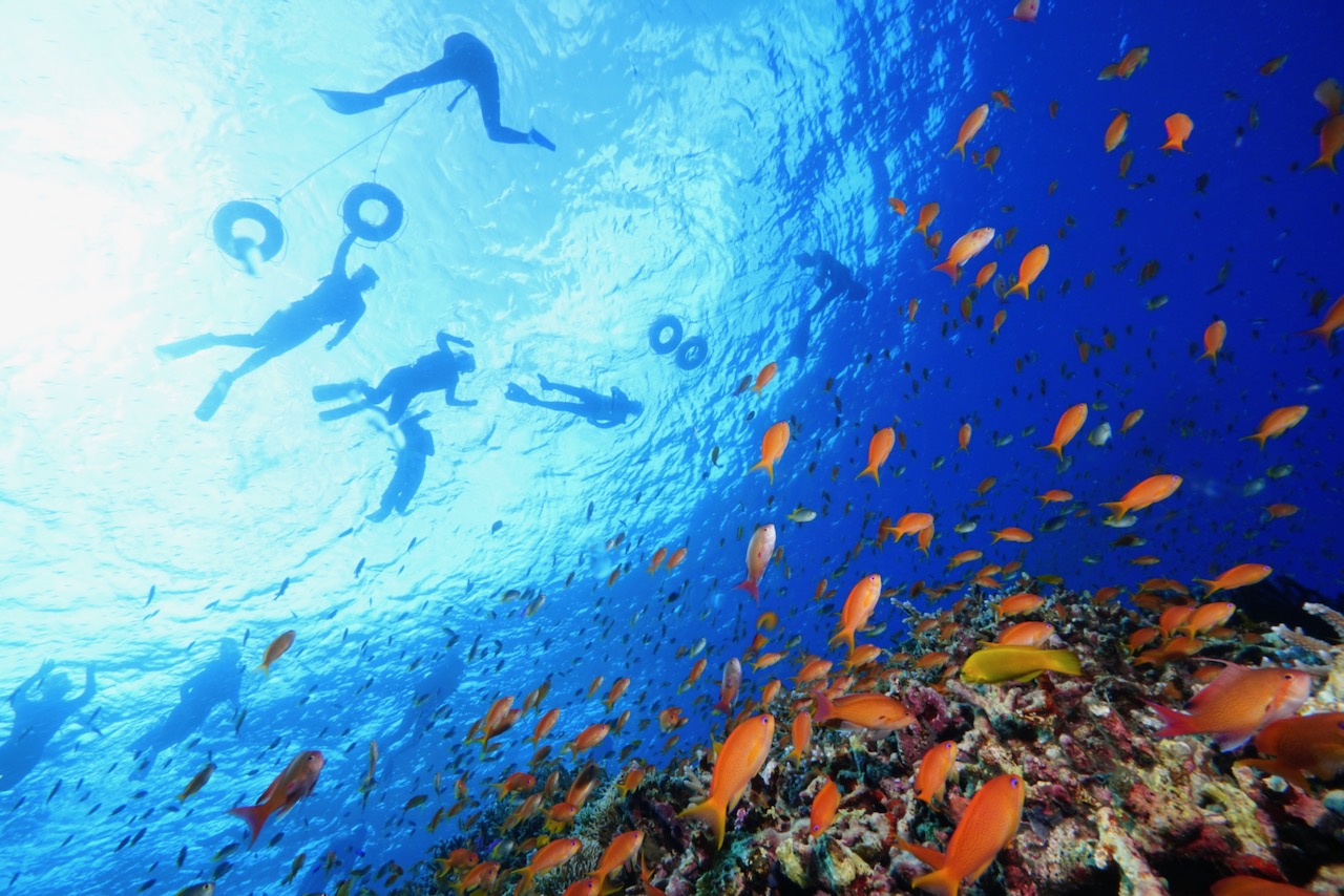 八重干瀬シュノーケリング】大型ボートで行く八重干瀬