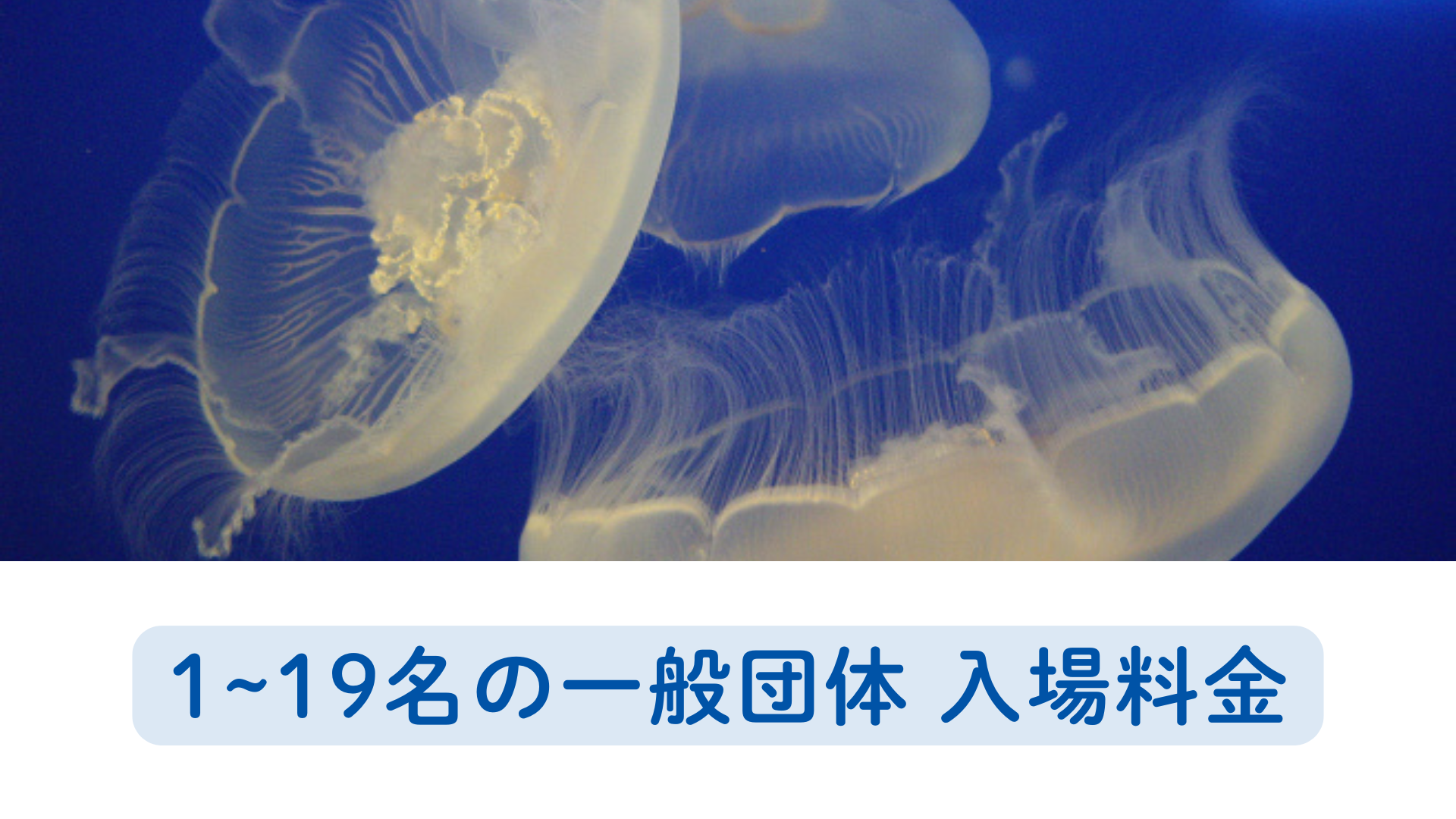 【一般団体】1～19名さま