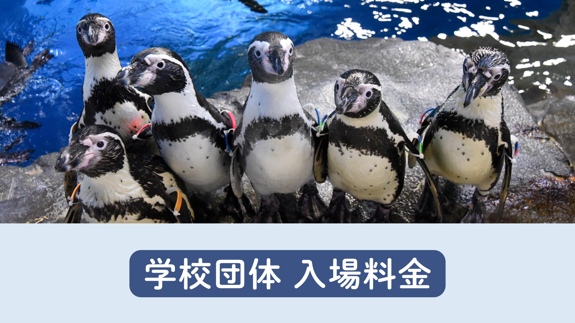 【学校団体】