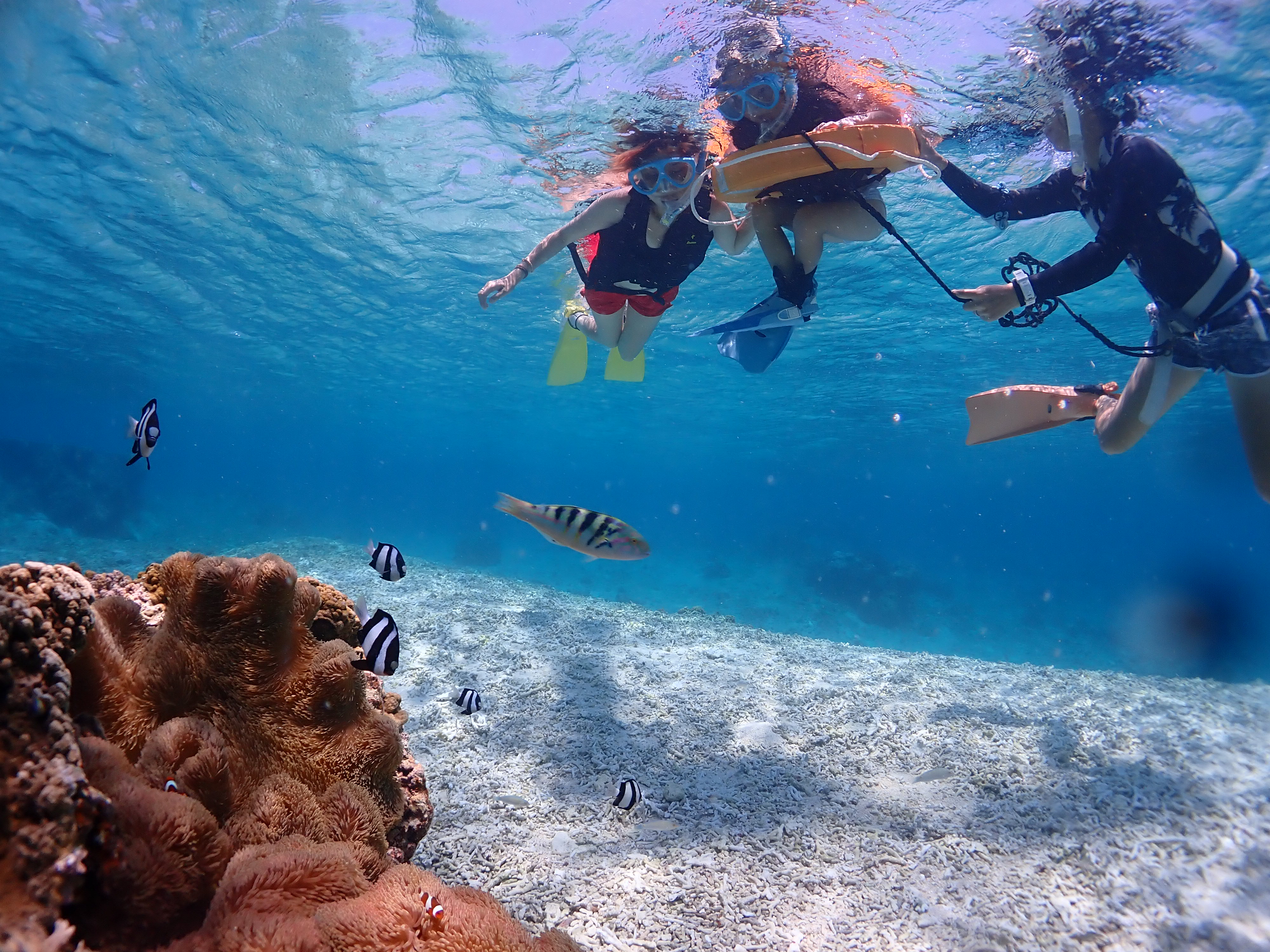 1組貸切】ビーチシュノーケリングツアー /写真・動画データプレゼント
