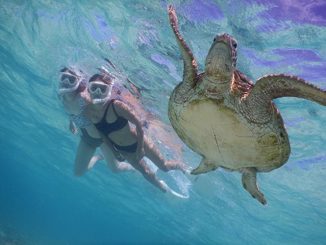 ウミガメと泳ぐシュノーケリングツアー