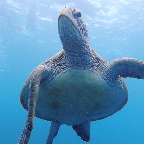 うみいるか イルカ＆ウミガメ感動体験｜1ボート体験ダイビング付き海満喫ツアー