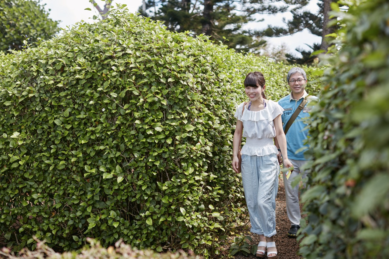 パイナップル・ガーデン巨大迷路の入場チケット（1回券） | Ride the