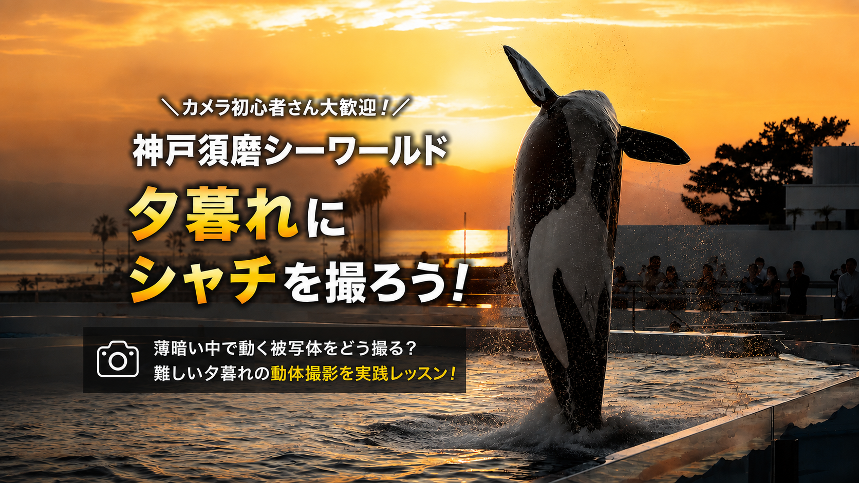 【9月27日(日)開催】「東京カメラ部10選」カメラマン木村知佳さんによるフォトレッスン　シャチ＆イルカを撮ろう！夕暮れの動体撮影にも挑戦