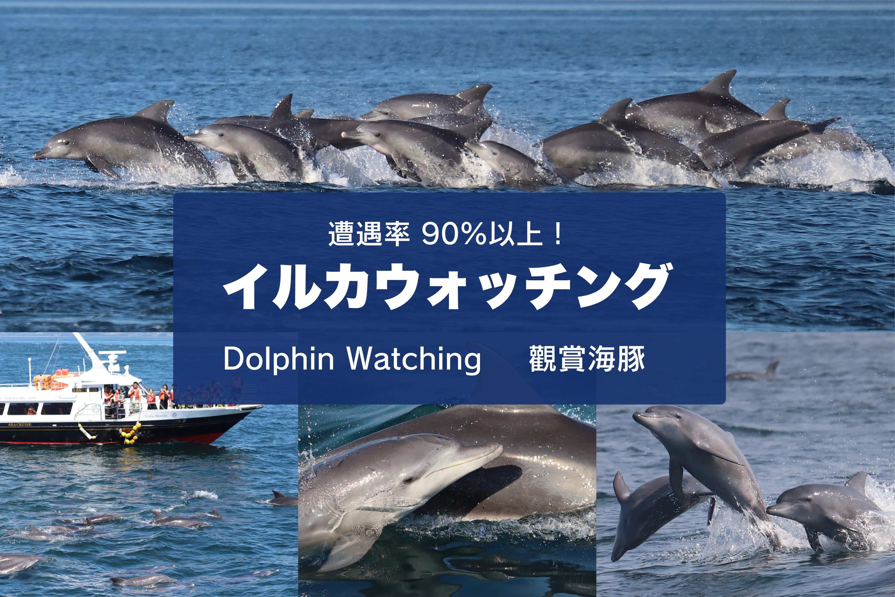 Amakusa Dolphin Watching