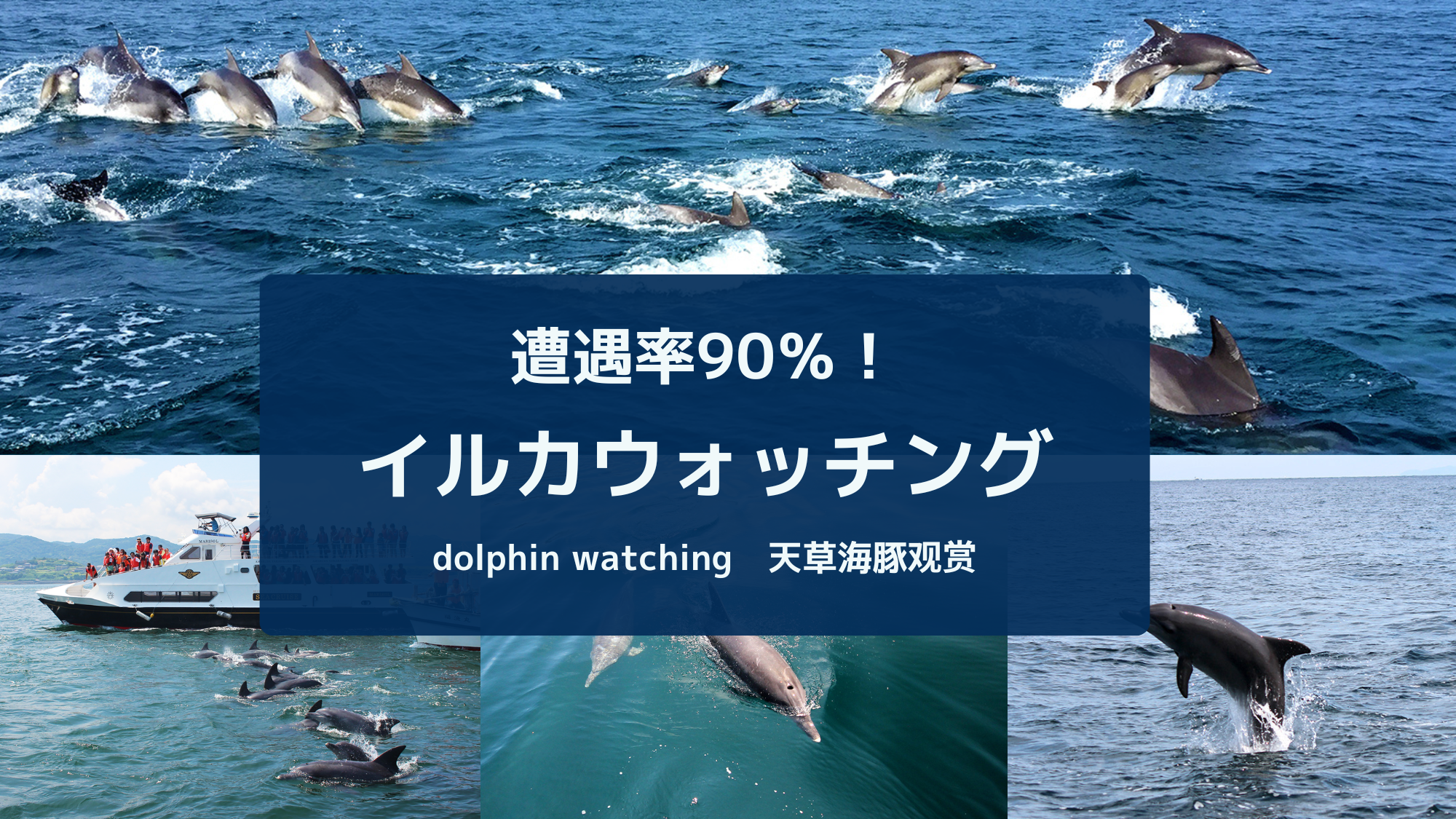 天草イルカウォッチング
