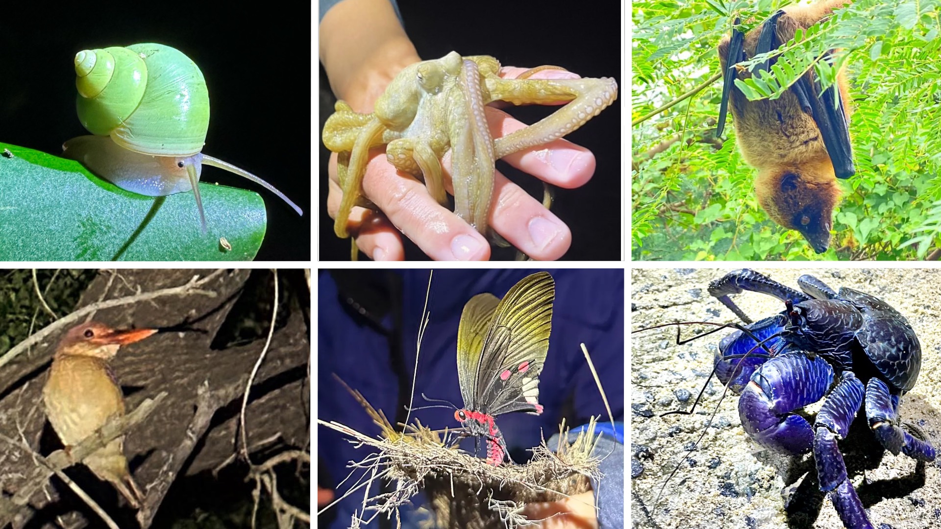 はいむるぶし ネイチャー・ナイトウォーク