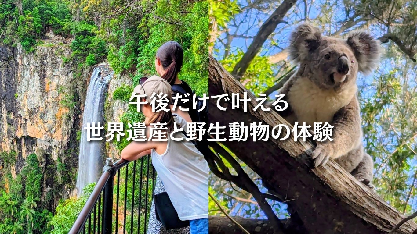 午後の世界遺産・スプリングブルック国立公園と野生動物探検