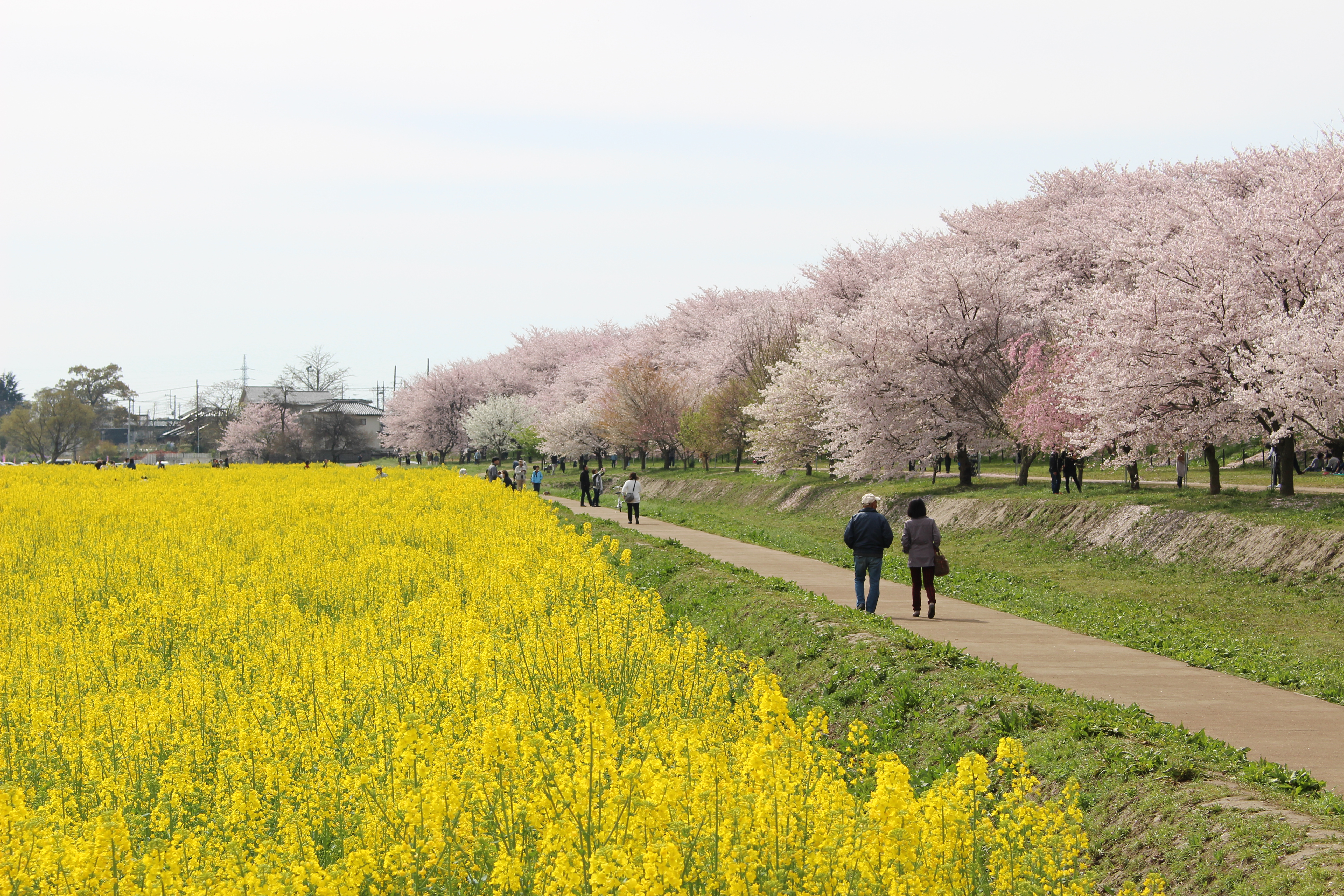 横浜発 関東屈指の桜名所・幸手権現堂桜堤と小江戸川越情緒探訪