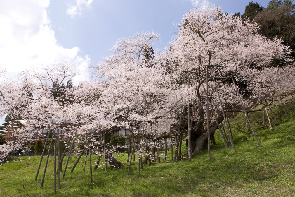 名古屋発 桜×歴史×絶景 白川郷&奇跡の桜めぐり 春の絶景満喫ツアー
